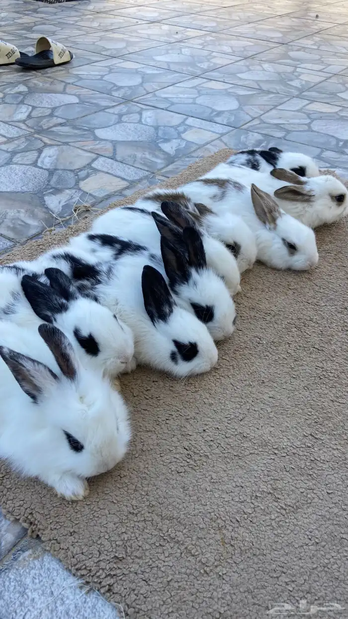 ارانب بابيون وايطالي (تم البيع) 1