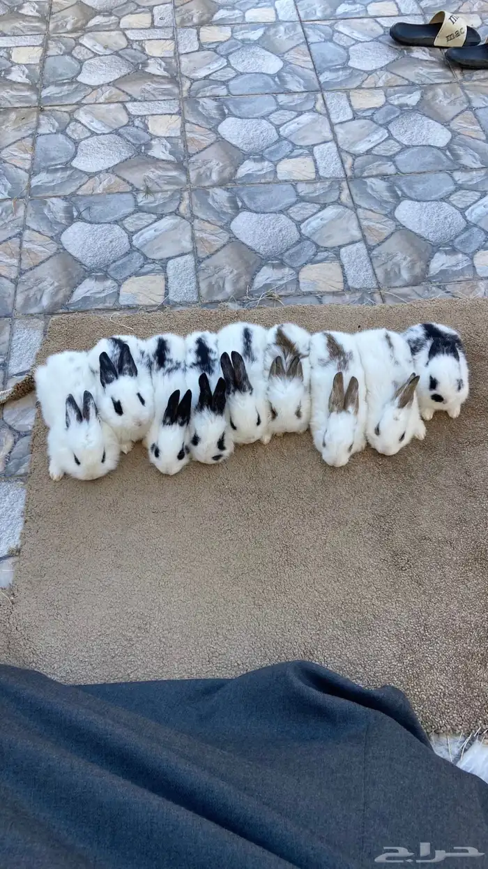 ارانب بابيون وايطالي (تم البيع) 3