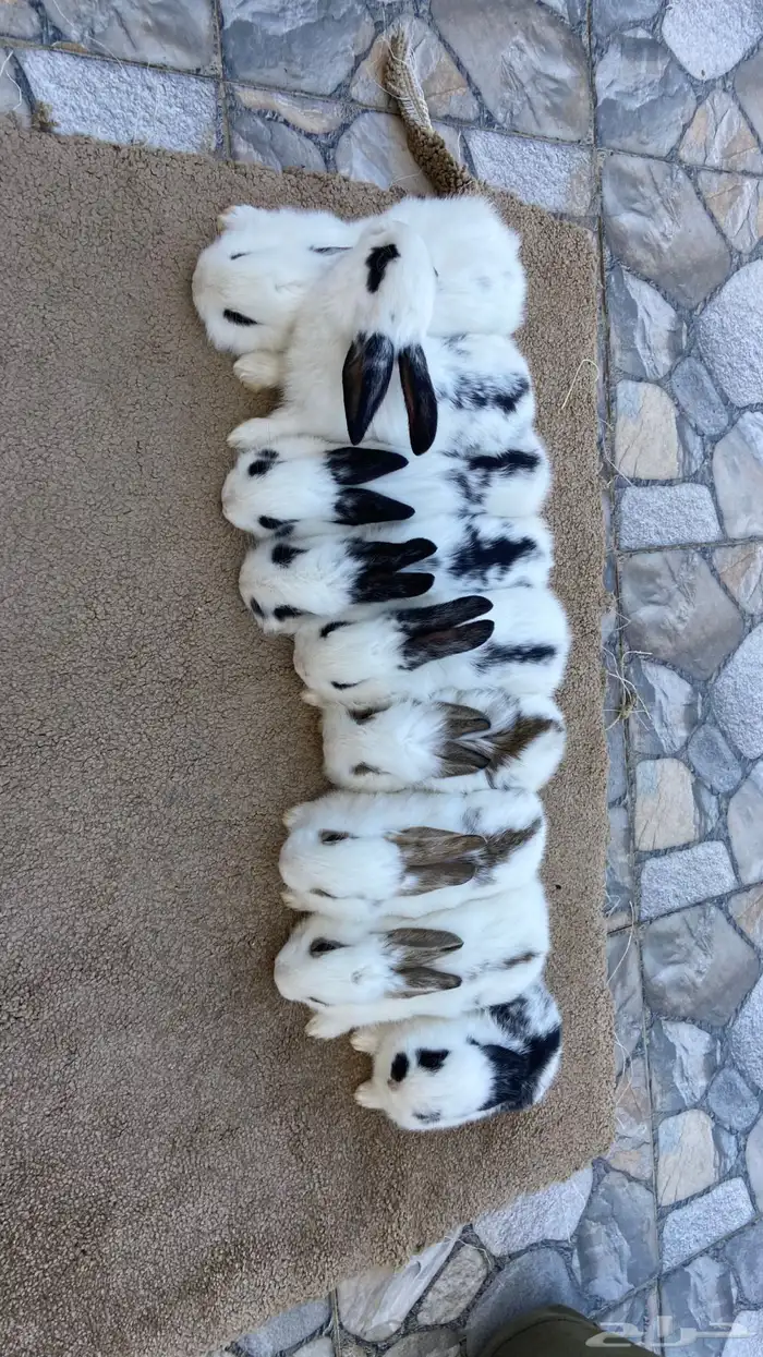 ارانب بابيون وايطالي (تم البيع) 2