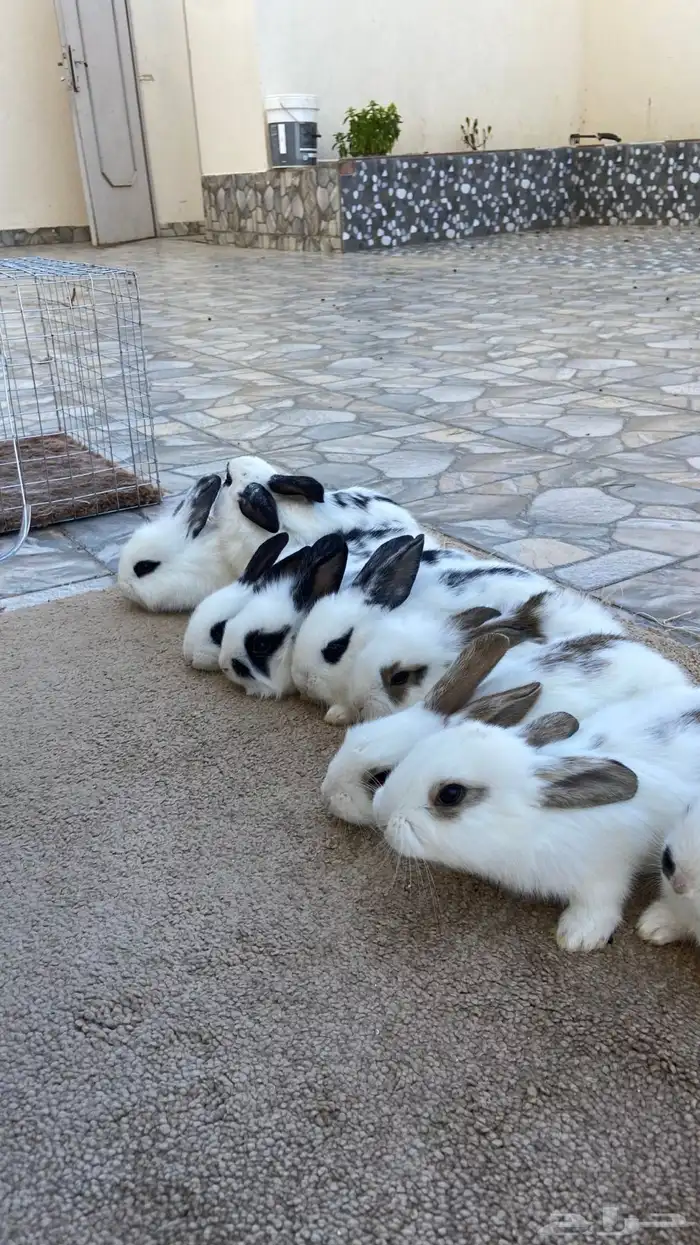 ارانب بابيون وايطالي (تم البيع) 0