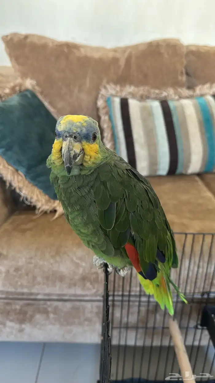 للبيع ببغاء امزوني اورنج وينج اليف 0