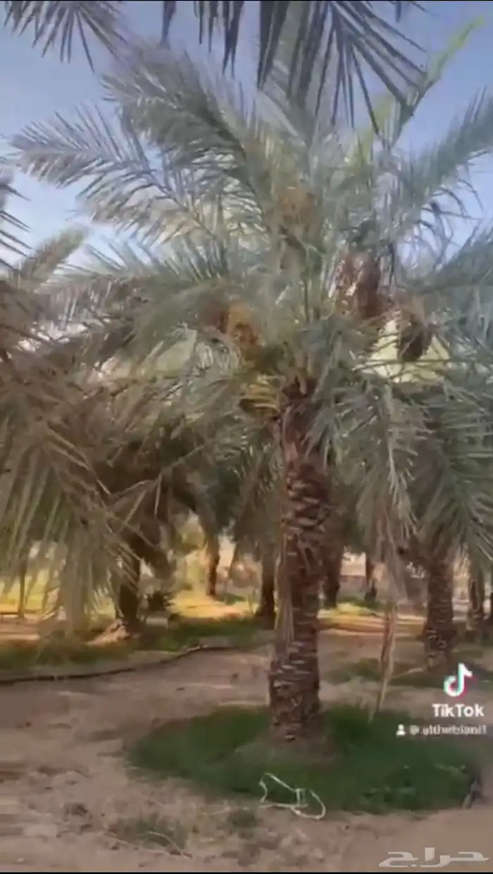 مزرعة كبيرة للبيع 5