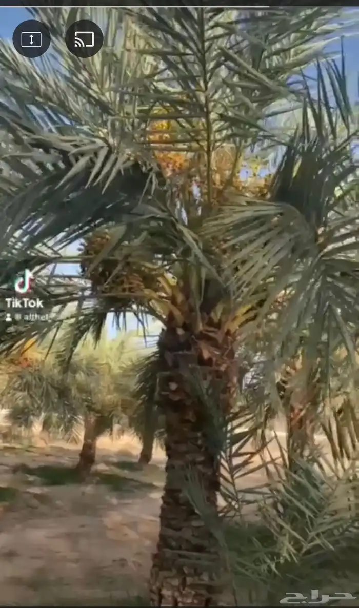 مزرعة كبيرة للبيع 0