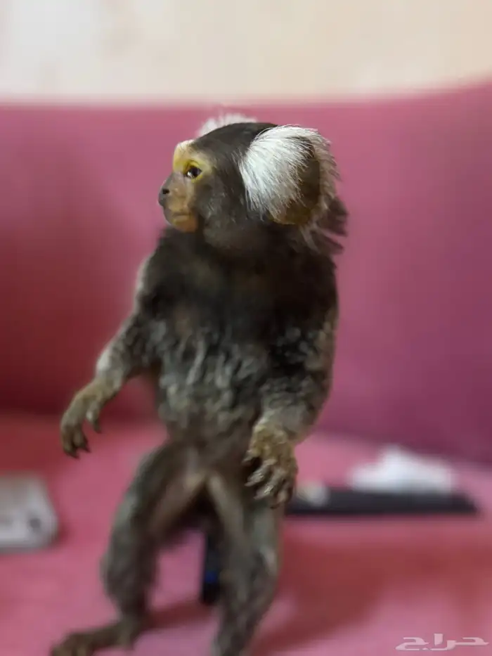 زوج مرمزيت 0