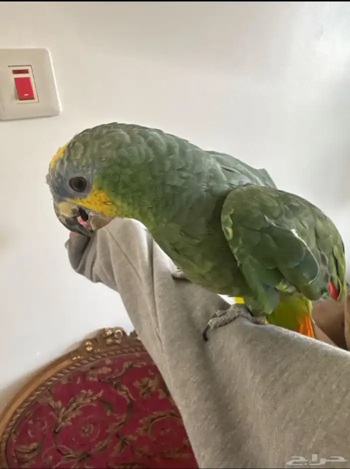 للبيع ببغاء امزوني اورنج وينج اليف 1