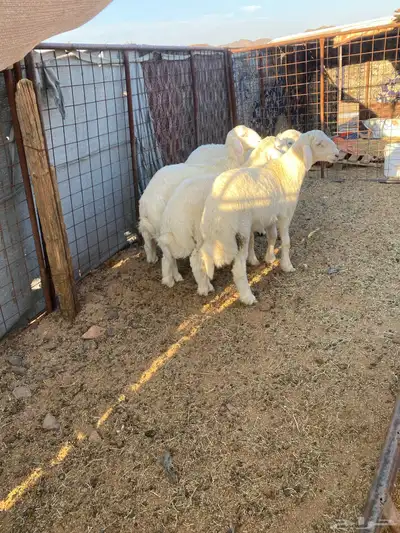 خروف 0