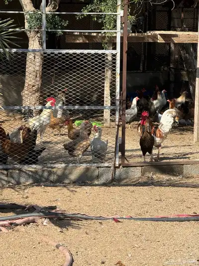 بيض دجاج بلدي عضوي 3