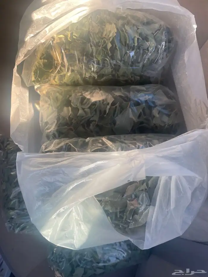 سدر مجفف 0