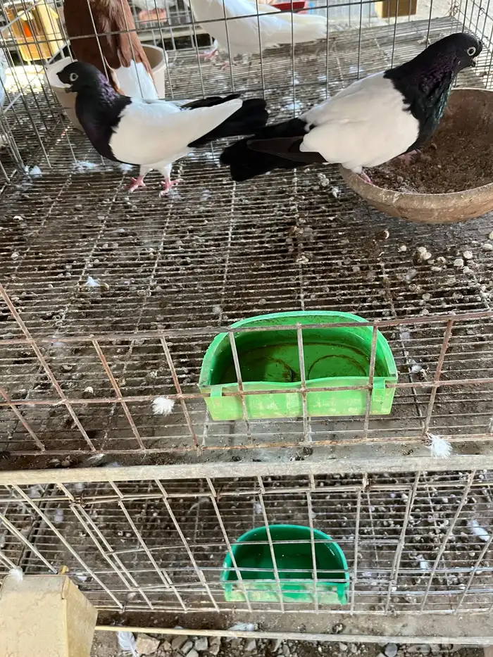 حمام 0