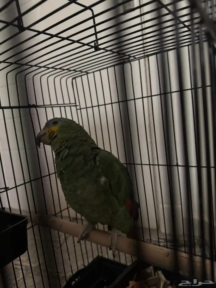 للبيع ببغاء امزوني اورنج وينج اليف 3