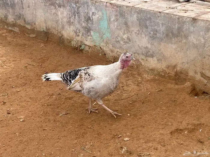 دجاج رومي 1
