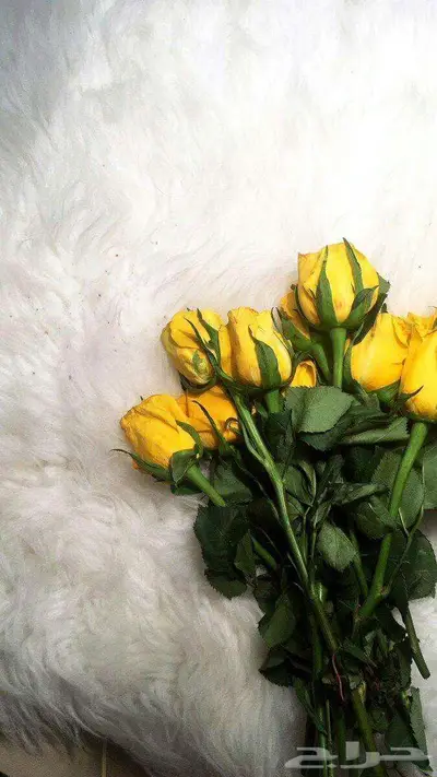 ورد طبيعي جملة 11