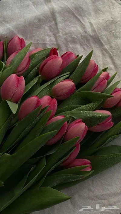 ورد طبيعي جملة 2