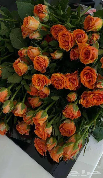 ورد طبيعي جملة 13