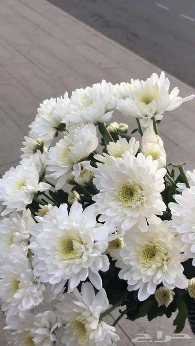 ورد طبيعي جملة 5