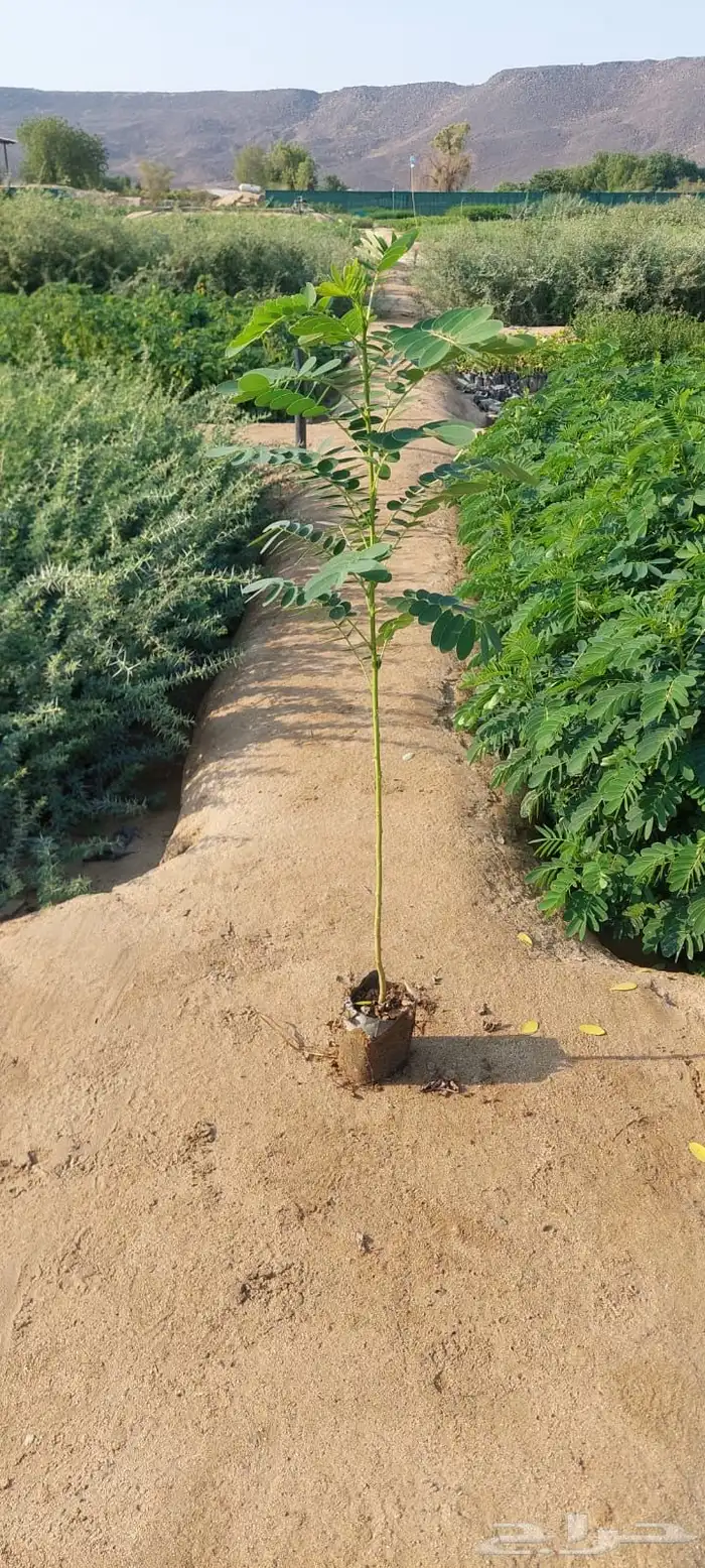 شتلات بالجمله فقط ب99 هلله واصله لموقعك 1