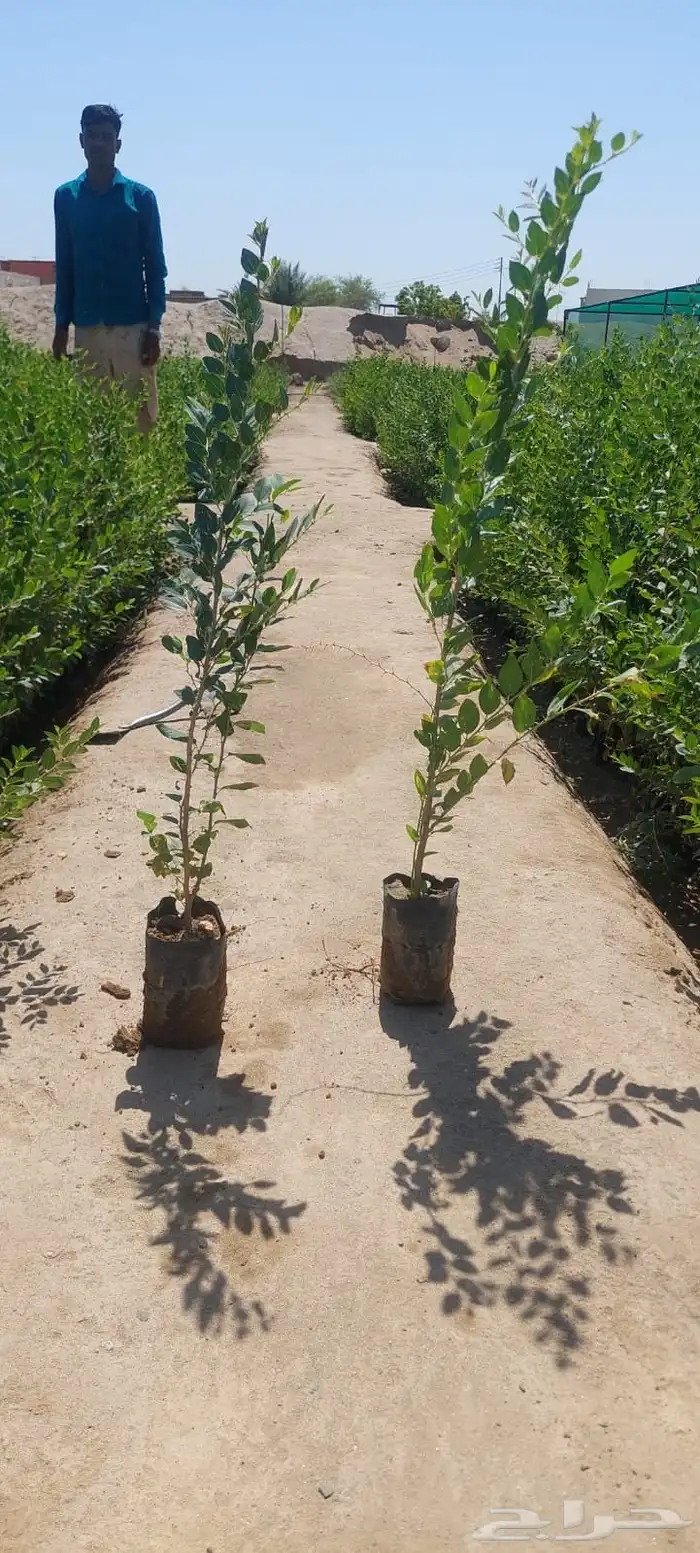 شتلات بالجمله فقط ب99 هلله واصله لموقعك 16