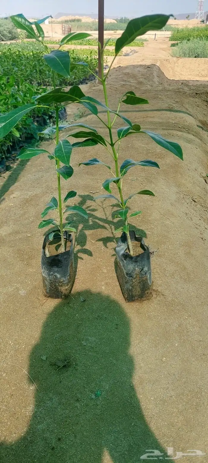 شتلات بالجمله فقط ب99 هلله واصله لموقعك 17