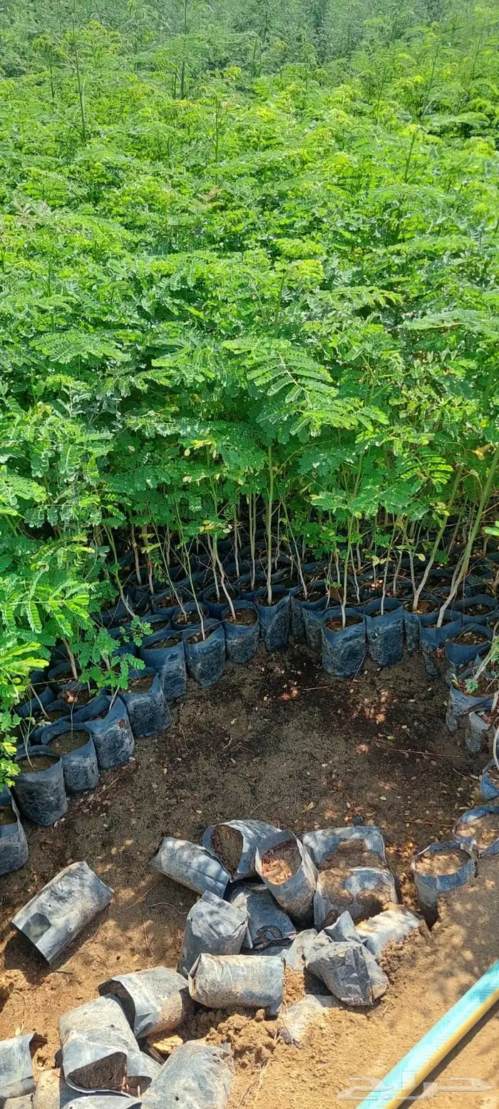 شتلات بالجمله فقط ب99 هلله واصله لموقعك 21