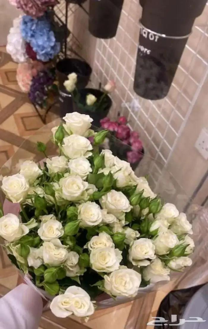 ورد طبيعي جملة 19