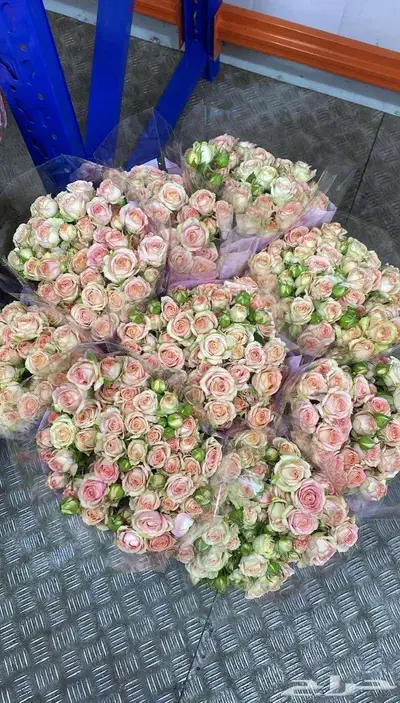 ورد طبيعي جملة 16