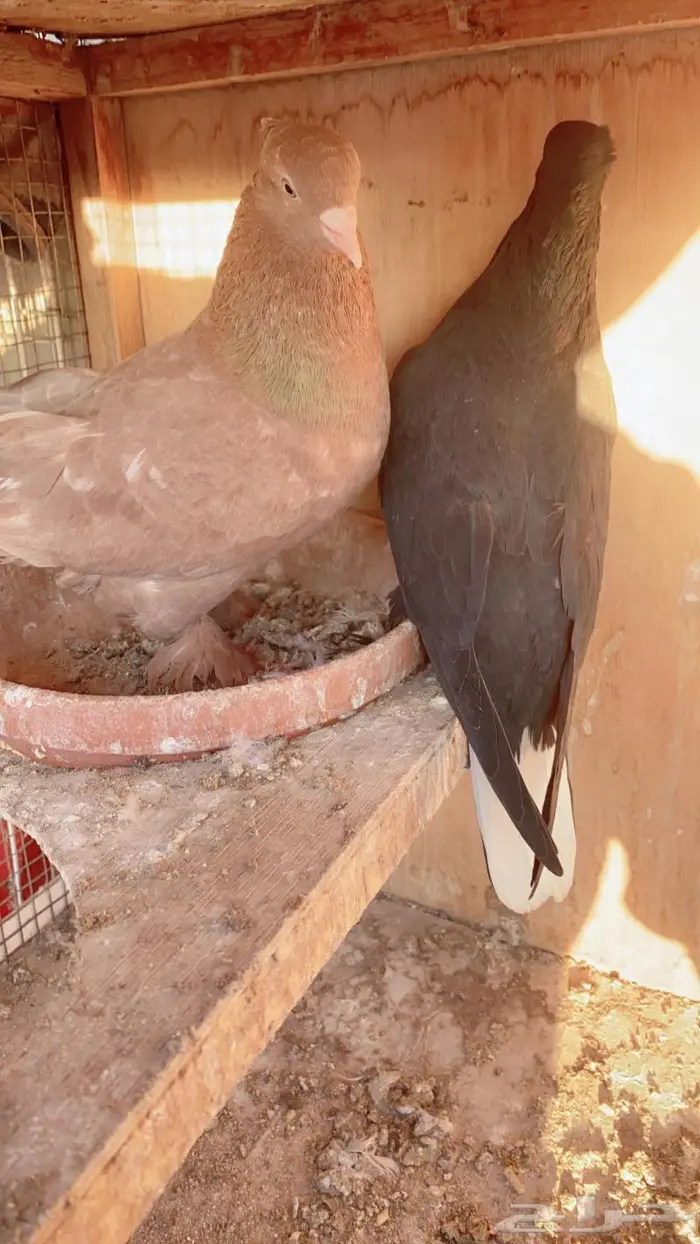 زوج حمام 0