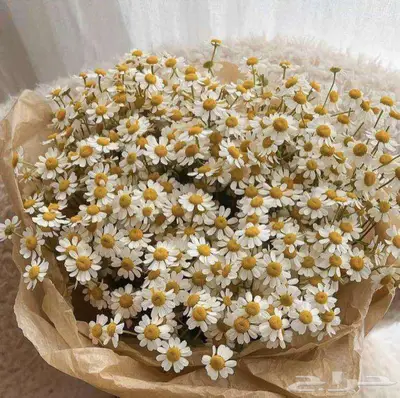 ورد طبيعي جملة 8