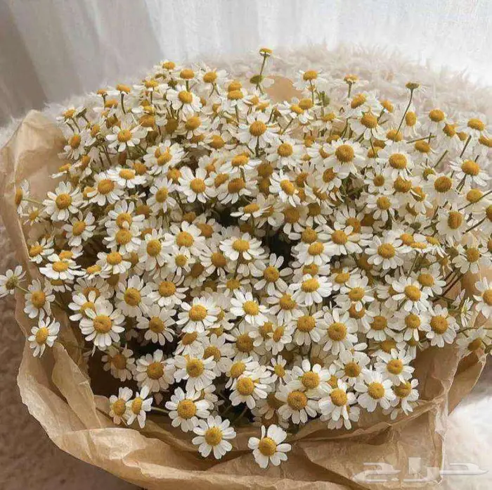 ورد طبيعي جملة 8