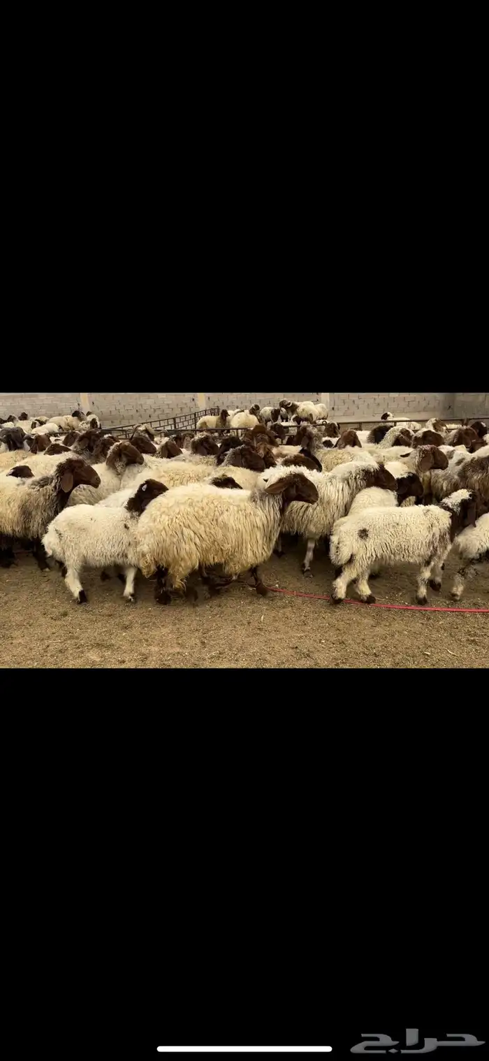 غنم نعيم مطافيل مراح 6