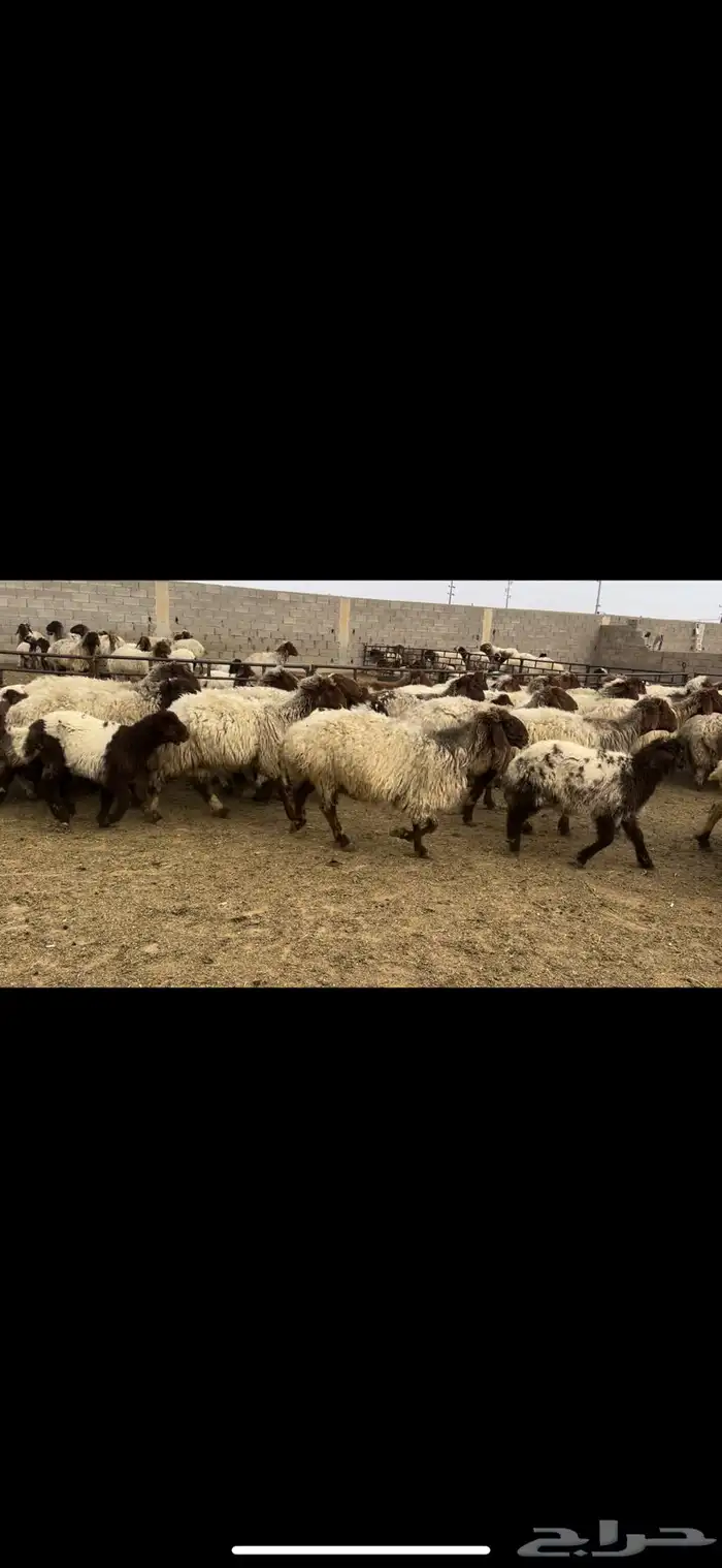 غنم نعيم مطافيل مراح 2