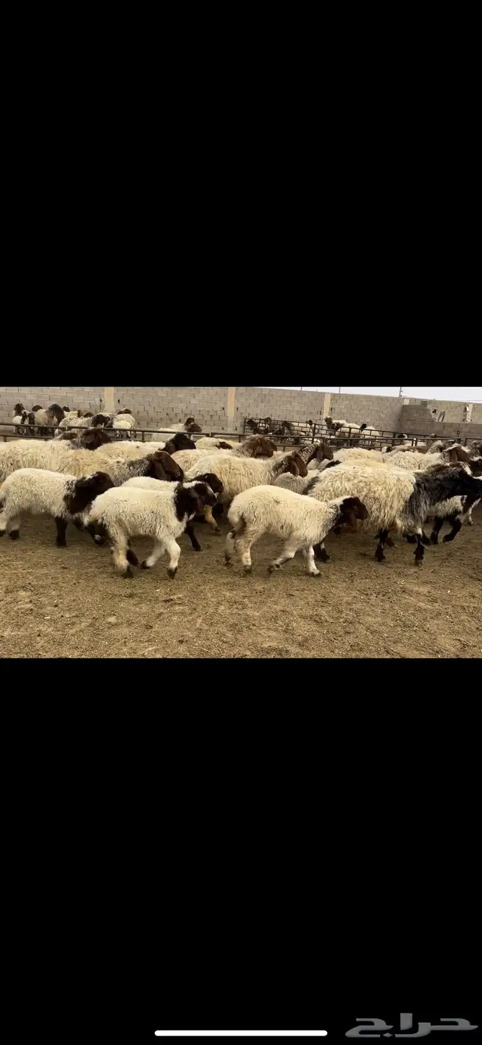 غنم نعيم مطافيل مراح 3