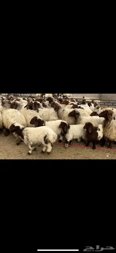 غنم نعيم مطافيل مراح 7
