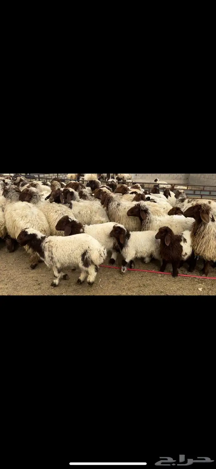 غنم نعيم مطافيل مراح 7