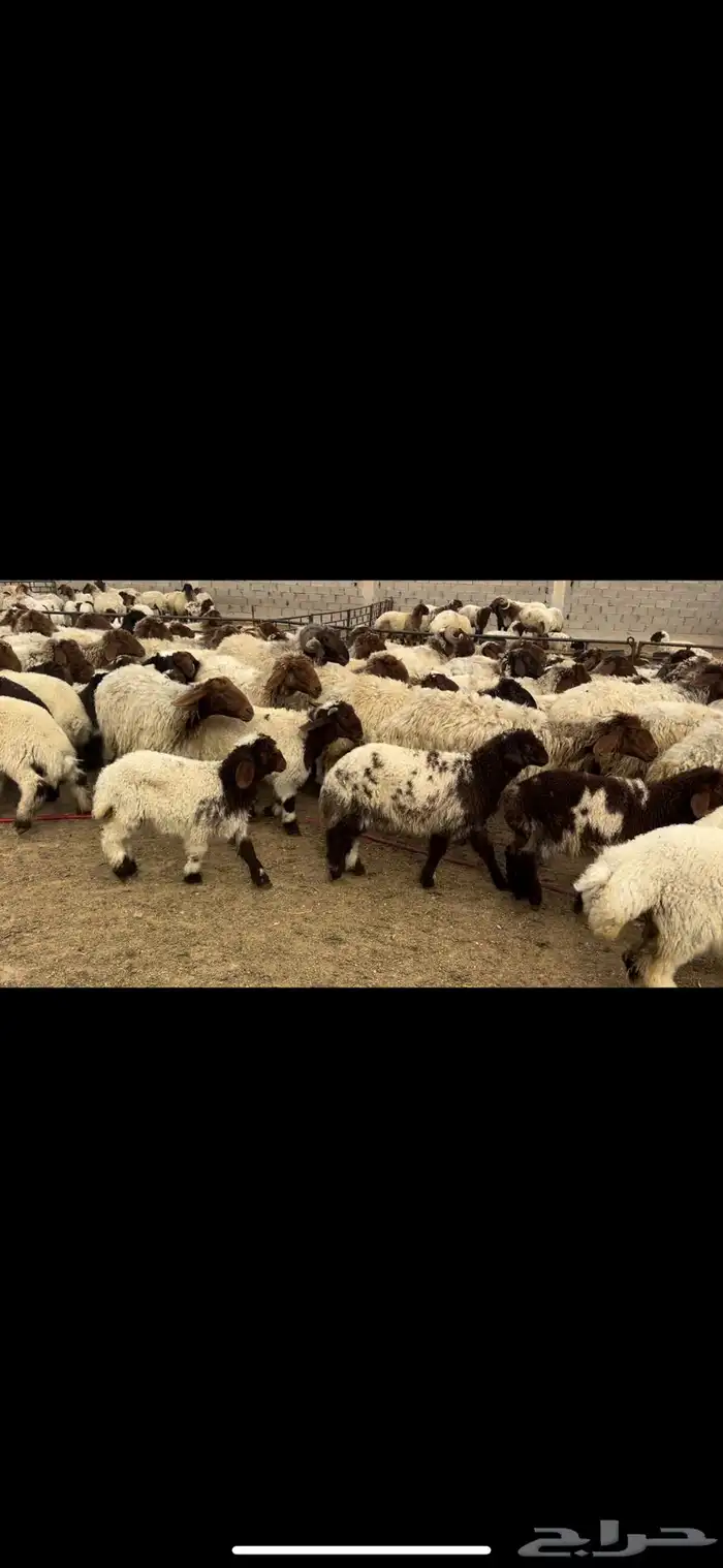 غنم نعيم مطافيل مراح 1