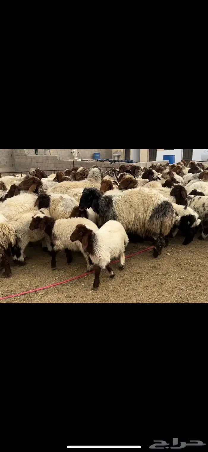 غنم نعيم مطافيل مراح 5