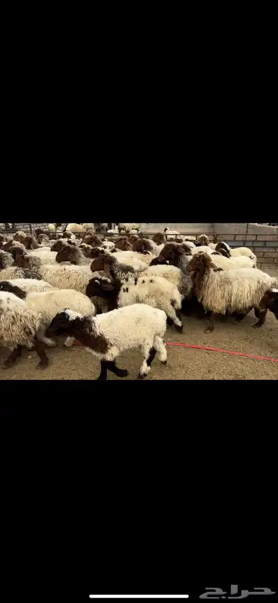غنم نعيم مطافيل مراح 8
