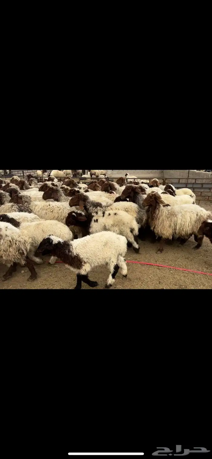 غنم نعيم مطافيل مراح 8