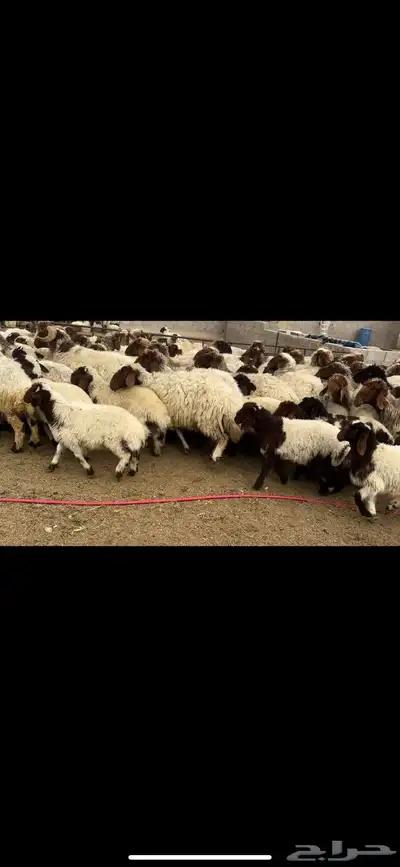 غنم نعيم مطافيل مراح 4