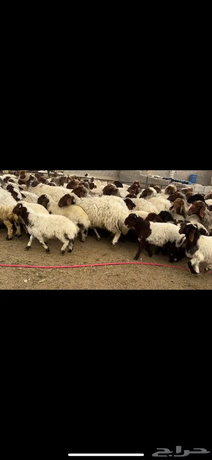 غنم نعيم مطافيل مراح 4