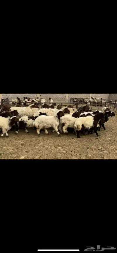 غنم نعيم مطافيل مراح 0