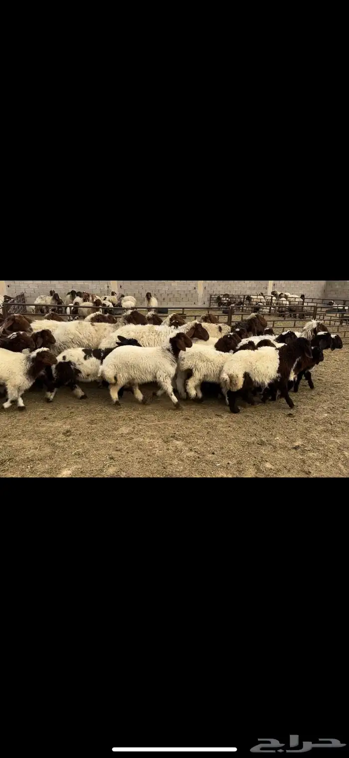 غنم نعيم مطافيل مراح 0