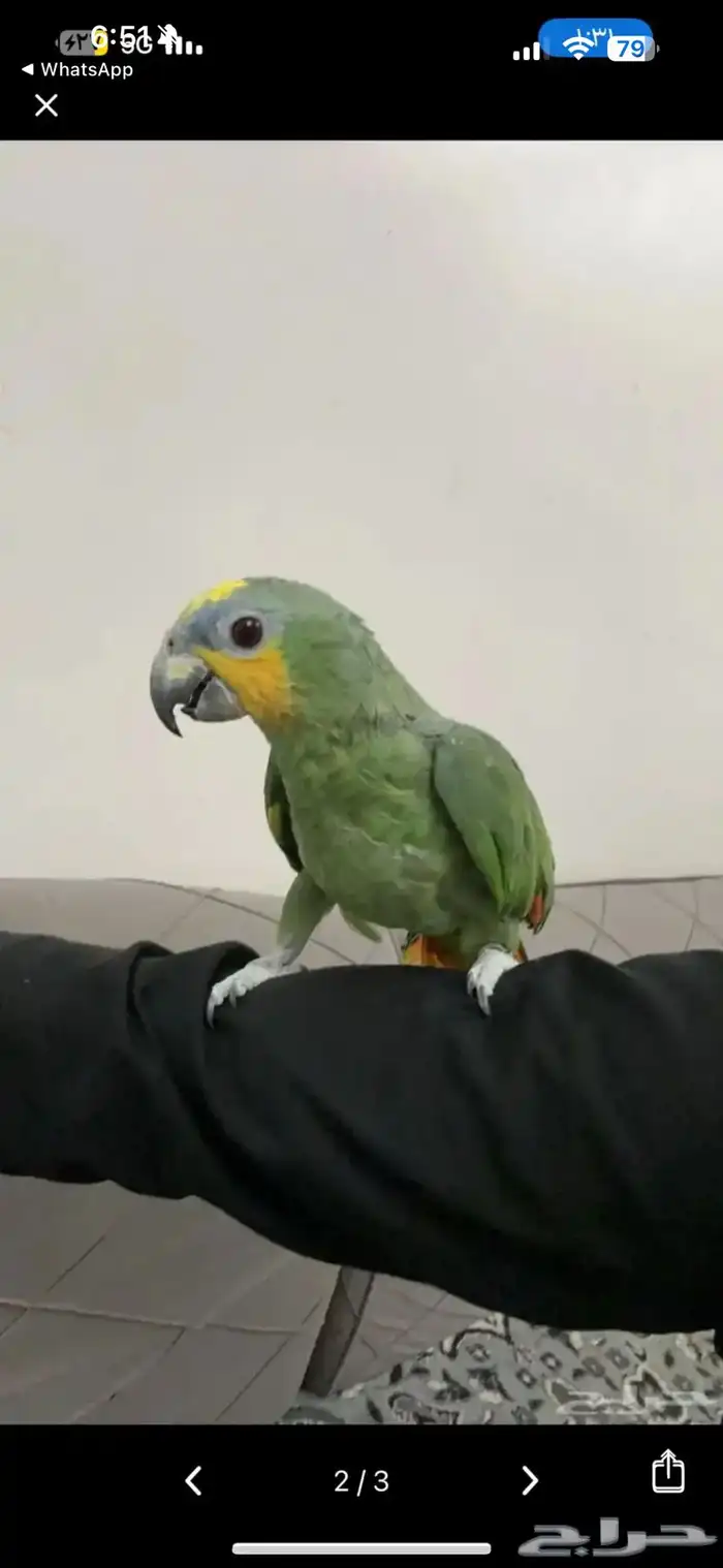 للبيع ببغاء امزوني اورنج وينج اليف 2