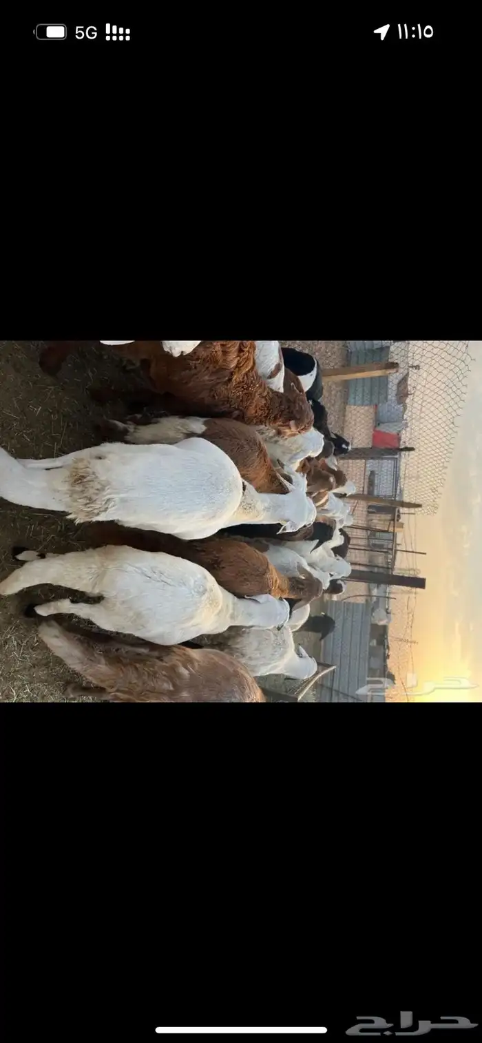 خرفان سواكن مرابي 5 شهور 4