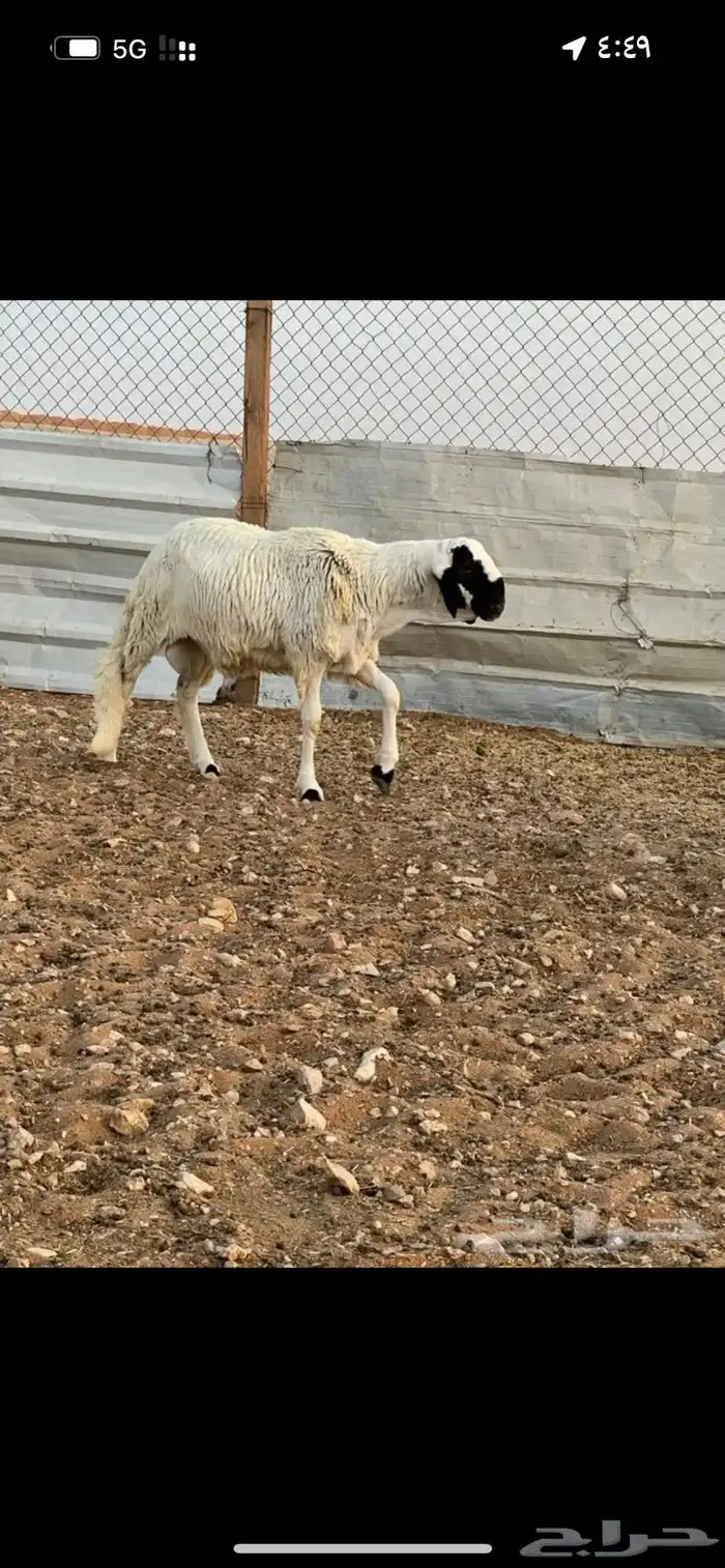 خرفان سواكن مرابي 5 شهور 0