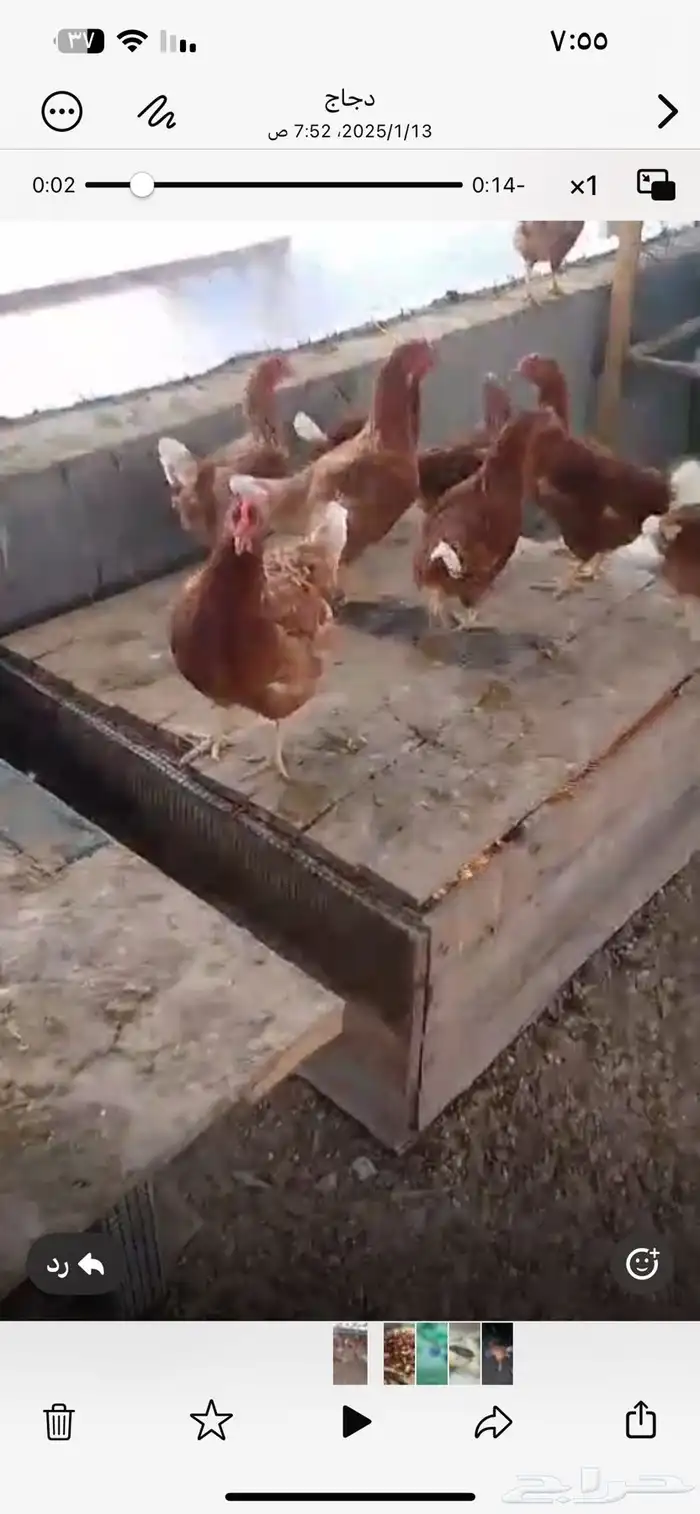 دجاج لوهمان احجام طيبه 2