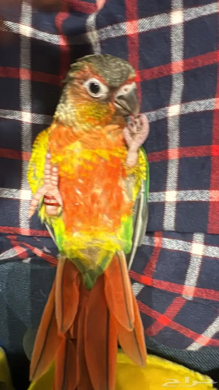 كنيور هدد اليف صبغه قويه 2