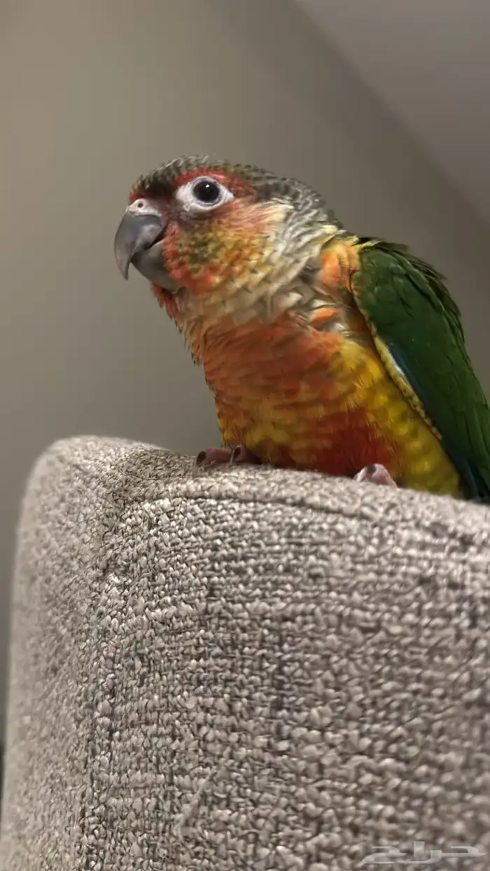 كنيور هدد اليف صبغه قويه 1