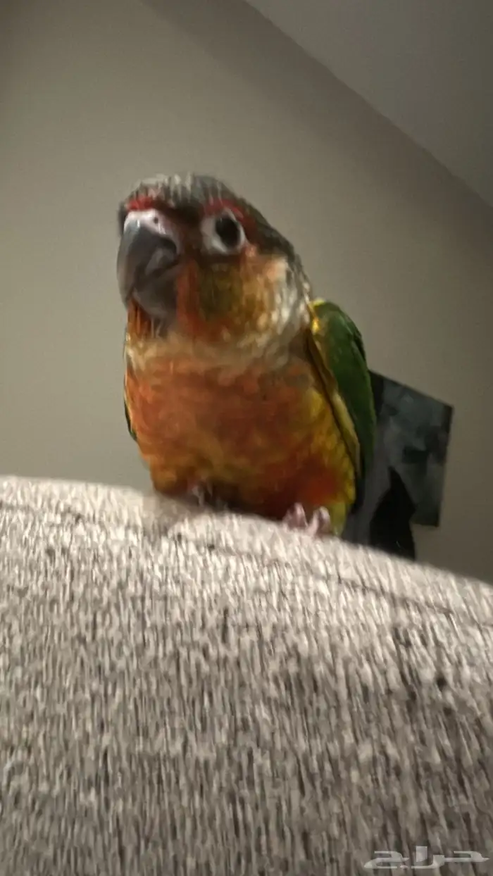 كنيور هدد اليف صبغه قويه 0