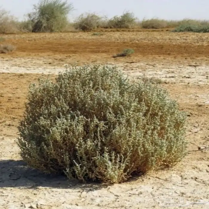 بذور شجر الفرس الرعوي جديد ونظيف 2