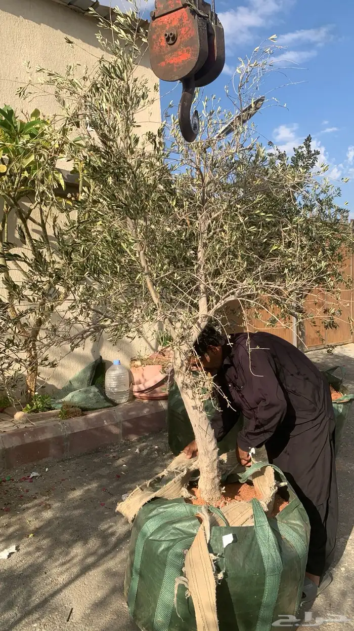 اشجار زيتون كبيره بمراكن اكياس كبيره 0